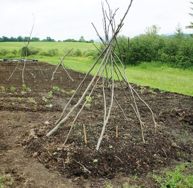 stick planting frames in garden bed