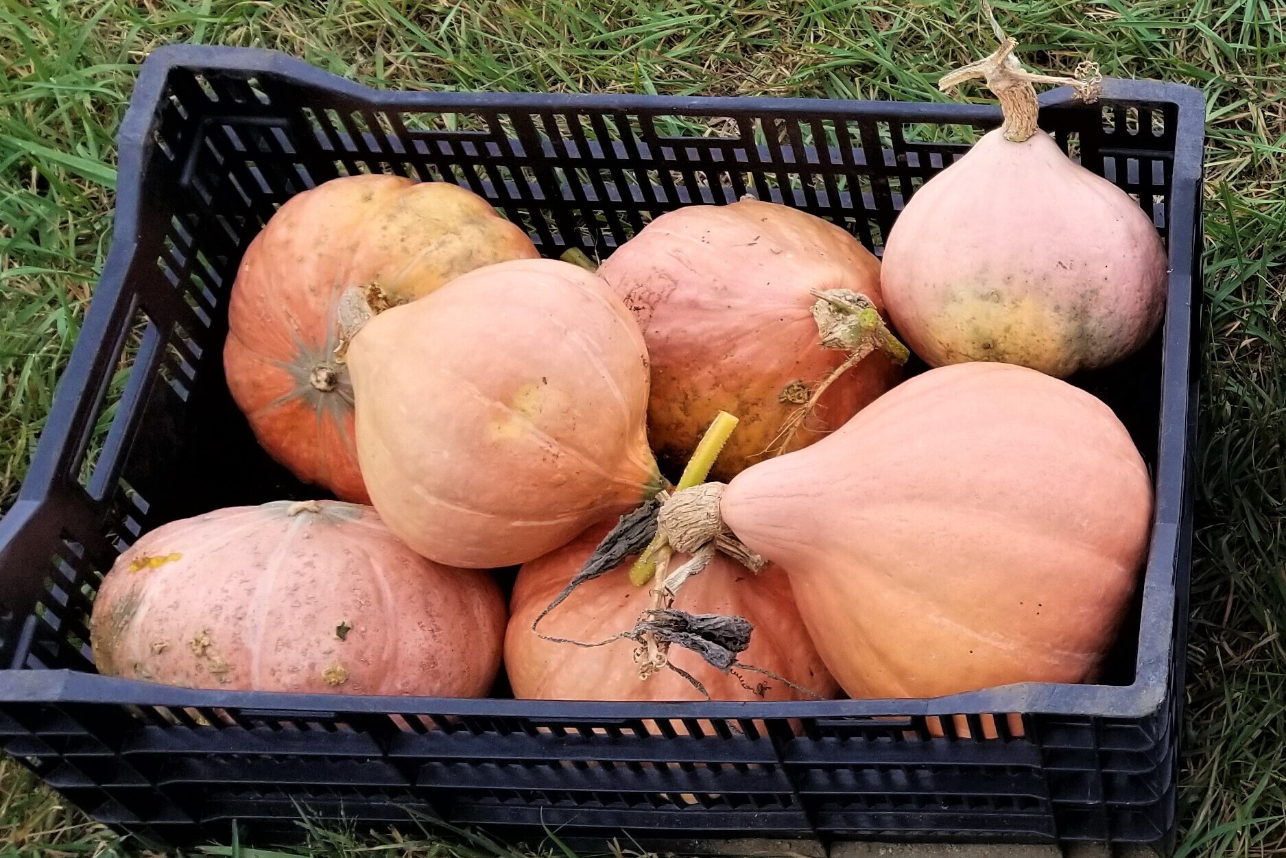 crate filled with large, bulbous squash