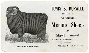 vintage advertisement for Merino sheep