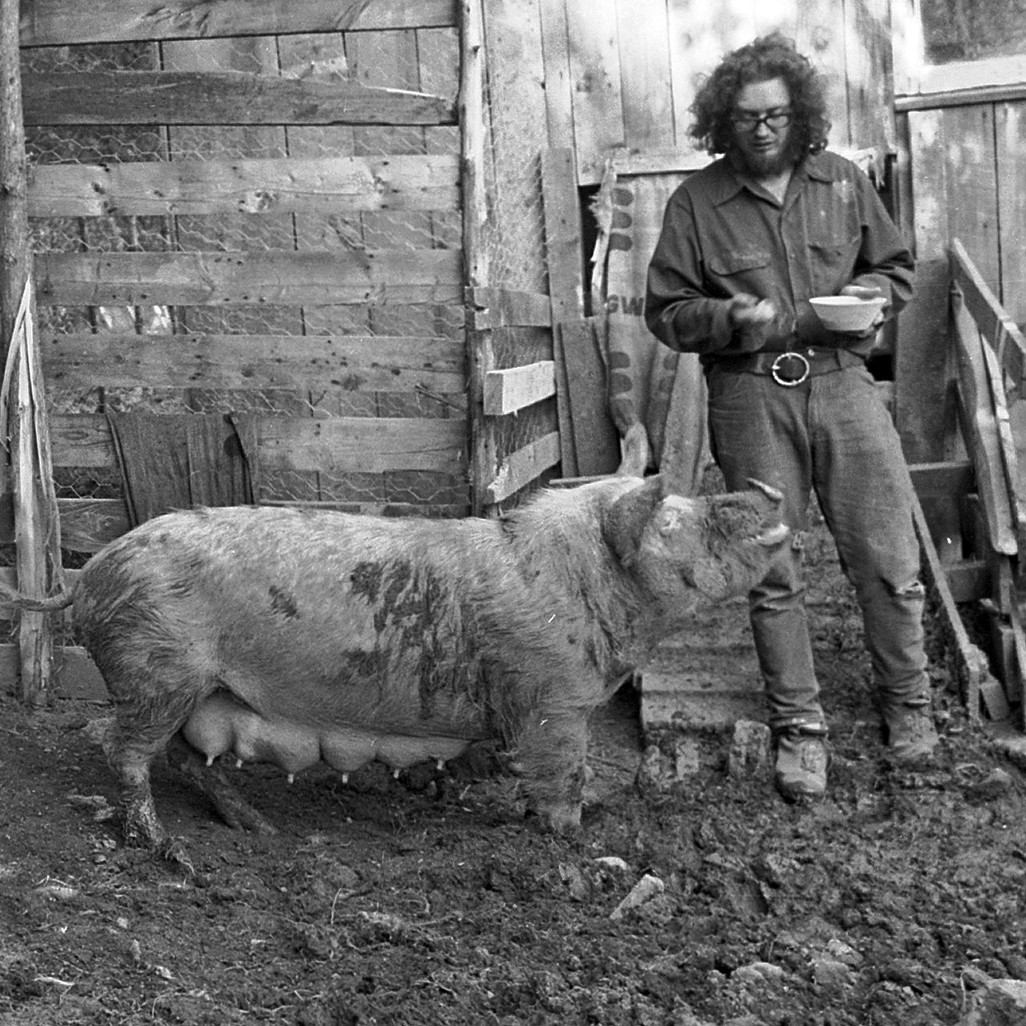 Bearded man inn work clothes with pig in pig stye