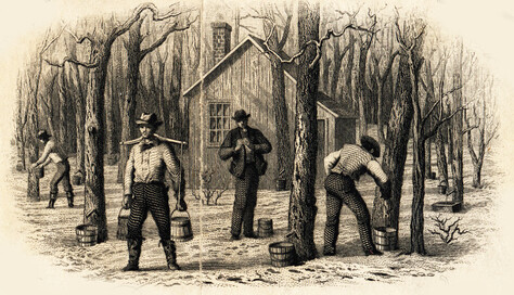 illustration of maple sap gathering
