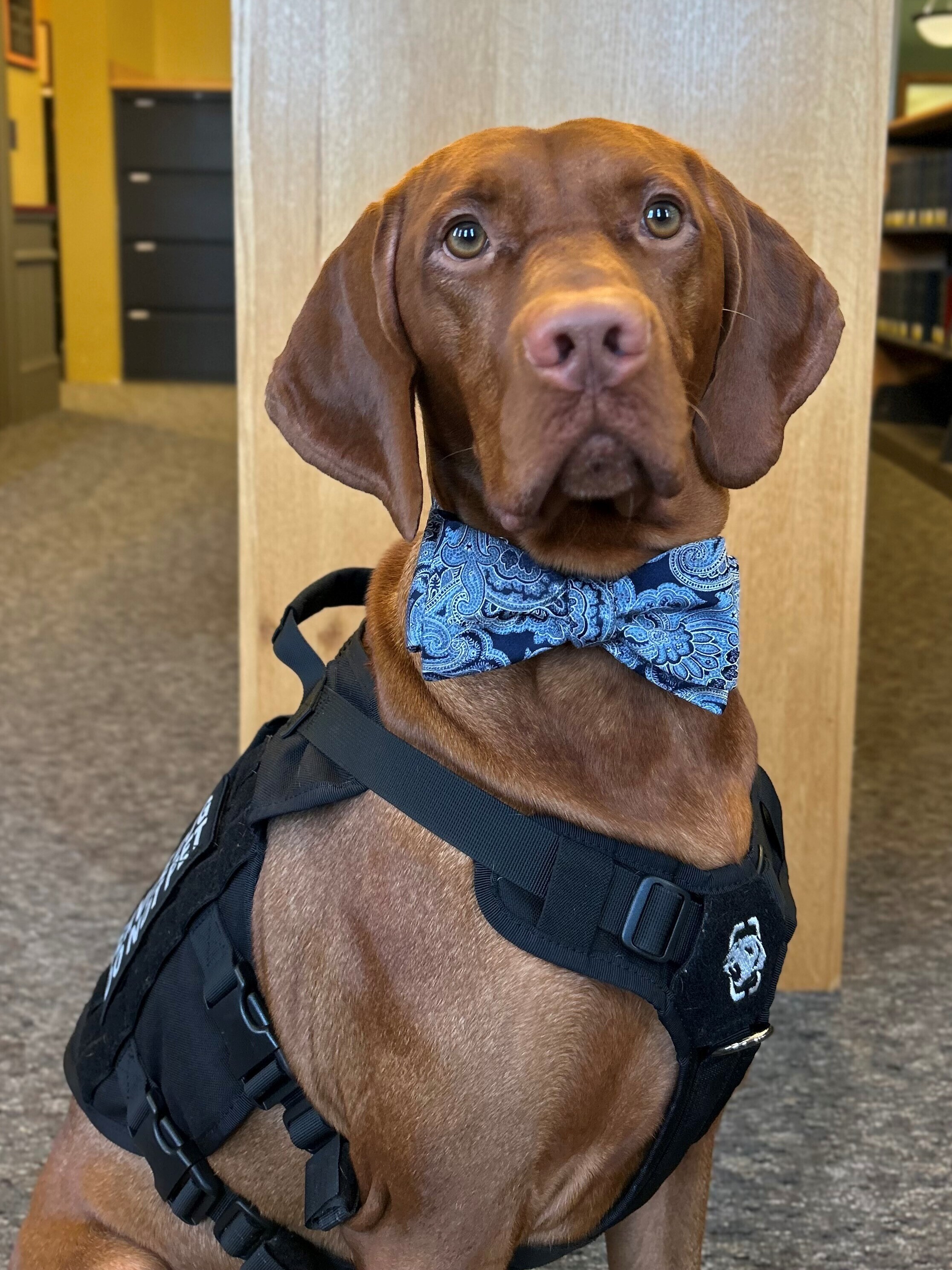 A brown dog wearing a bow tie and a black service dog vest