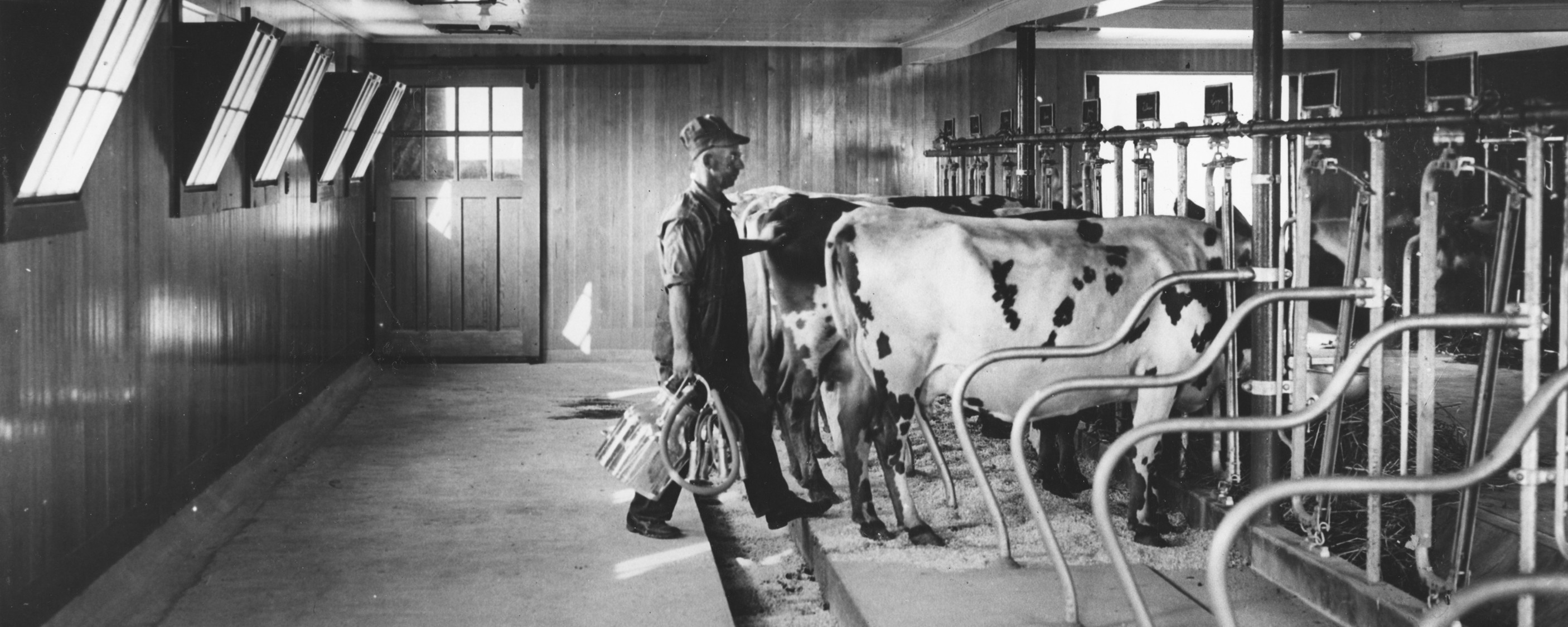 farmer milking cows in stalls
