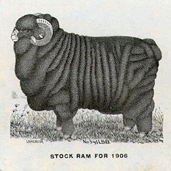 illustration of merino sheep stock ram 1906